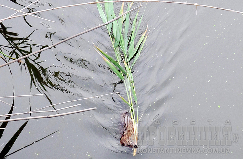 Обитатель "Кривого торца"