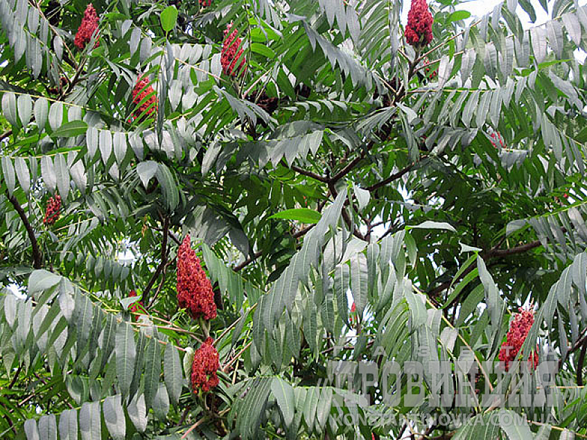 ЧУДО-ДЕРЕВО