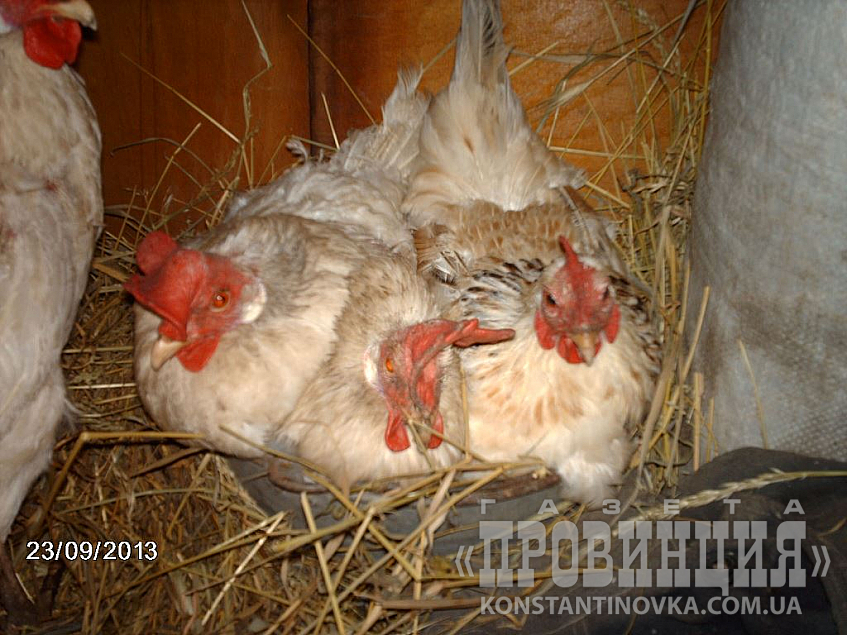 Хто крайній?