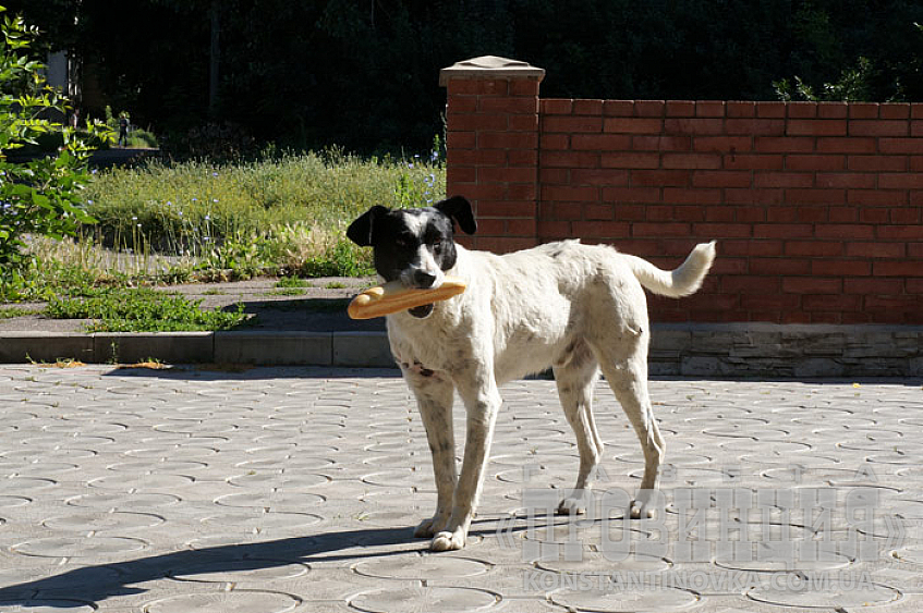 Хто випустив собаку?