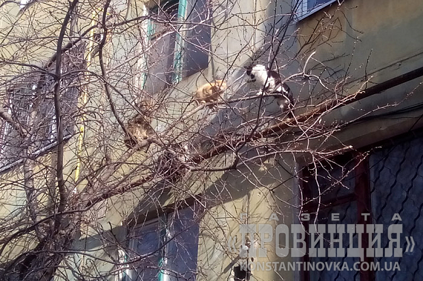 Весна пришла. Коты прилетели...