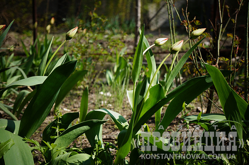 Природу не обманешь