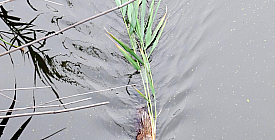 Обитатель "Кривого торца"