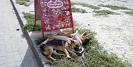 Дневной сон