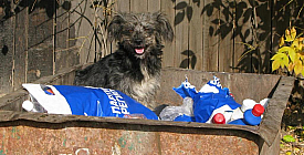 И четвероногих друзей стабильность настигла...