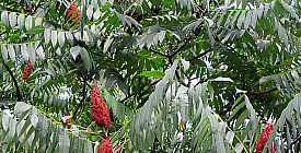 ЧУДО-ДЕРЕВО