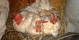 Хто крайній?