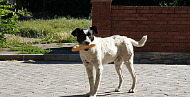 Хто випустив собаку?