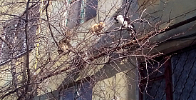 Весна пришла. Коты прилетели...