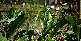 Природу не обманешь